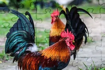 Roosters jigsaw puzzle