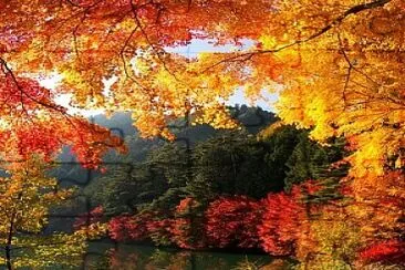 Autumn leaves jigsaw puzzle