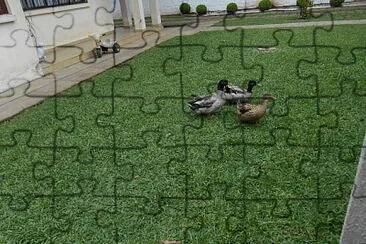 Marrecos no gramado jigsaw puzzle