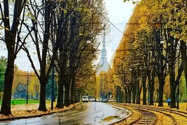 tram trees torino