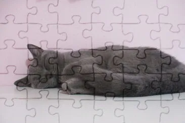 חתולה בריטית jigsaw puzzle