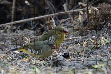 Bengalino verde jigsaw puzzle