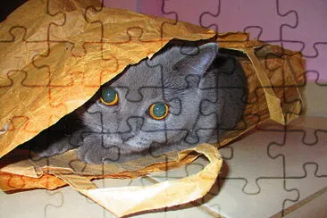 חתולה בריטית jigsaw puzzle