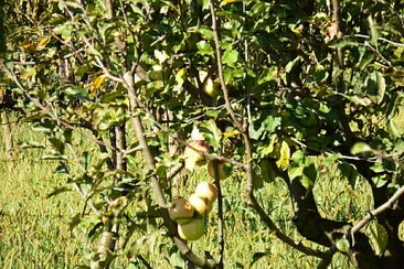 albero di mele