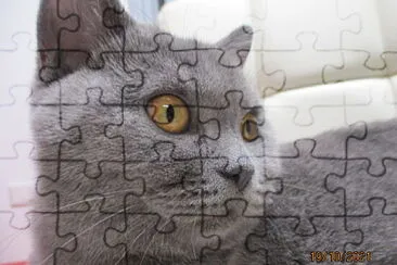 חתולה בריטית jigsaw puzzle