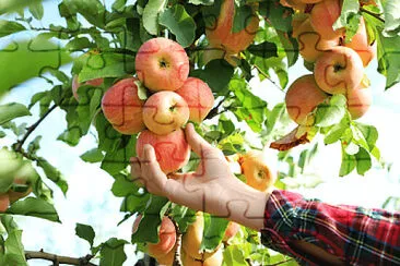 Cueillir une pomme