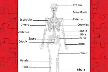 Sistema esquelético