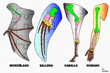 פאזל של Evidencias anatómicas