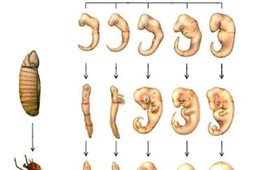 פאזל של Evidencias embriológicas