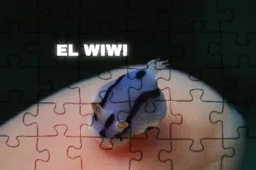 פאזל של el wiwi