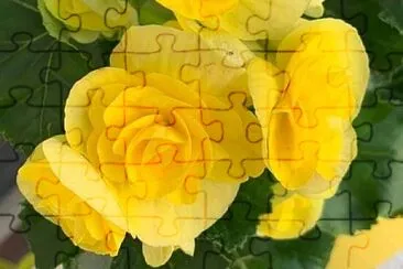 花 jigsaw puzzle