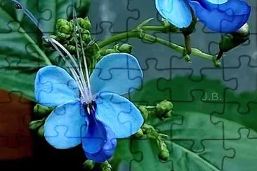 花 jigsaw puzzle