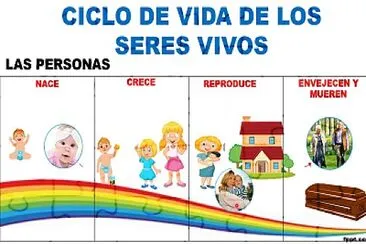 CICLO VITAL