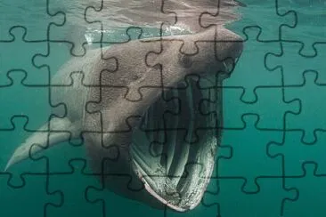 Shark Pog :0 jigsaw puzzle