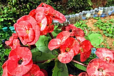 FLOWERS jigsaw puzzle