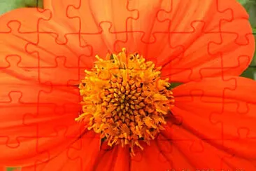 FLOWERS jigsaw puzzle