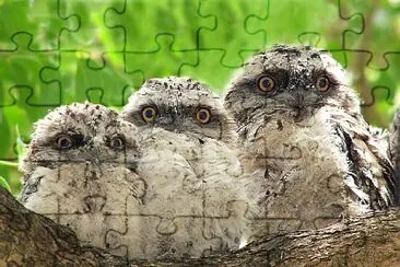 3 tawny frog mouth jigsaw puzzle