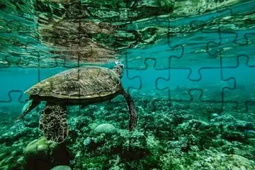 Sea turtle