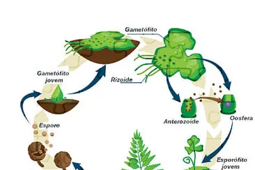 Ciclo reprodutivo - Piteridófitas