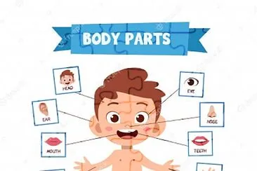 Partes del cuerpo