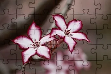 FLOR jigsaw puzzle