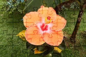 FLOWERS jigsaw puzzle