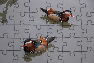 mandarin duck jigsaw puzzle