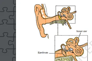 פאזל של human ear