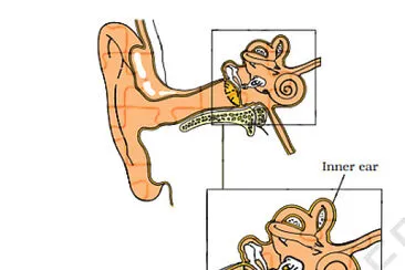 פאזל של human ear