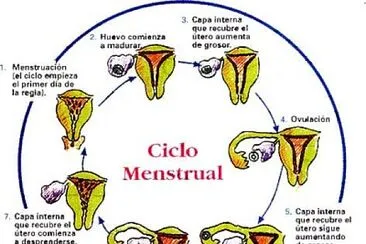 פאזל של Ciclo menstrual