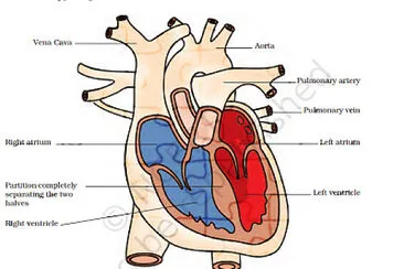 פאזל של heart