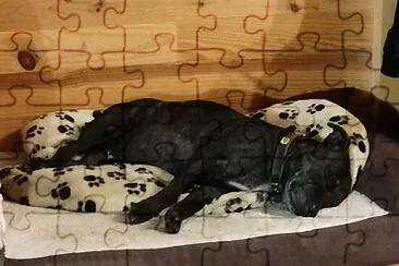 Dog, staffy sleeping jigsaw puzzle