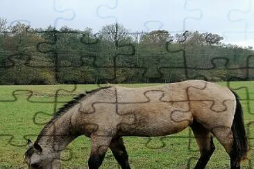 Buckskin quarter horse colt jigsaw puzzle