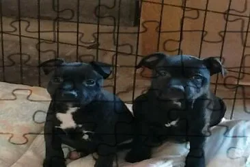 Staffy puppies