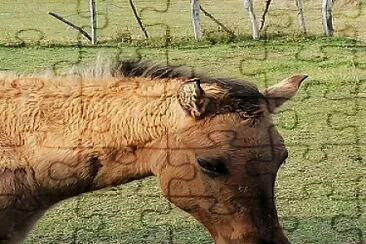 Head of a quarter horse foal