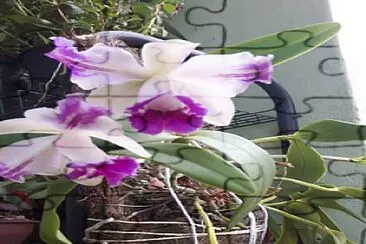 פאזל של Orquídea