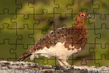 Lagopède des saules jigsaw puzzle