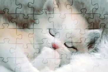 Gatito tierno jigsaw puzzle