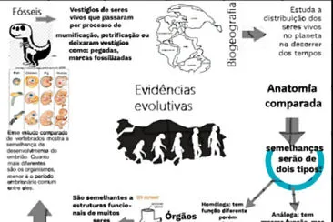 פאזל של Evidências da evolução