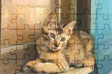 gato jigsaw puzzle