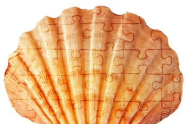 Seashell