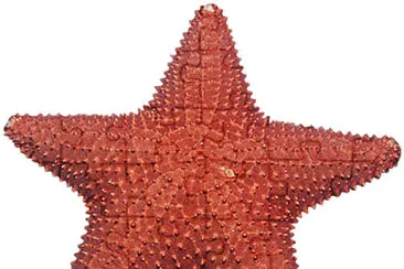 Starfish