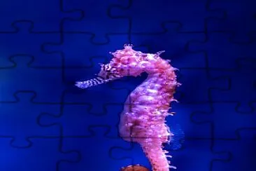 Seahorse