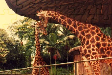 Giraffes at São Paulo Zoo jigsaw puzzle