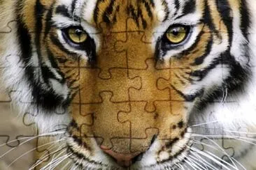  jigsaw puzzle