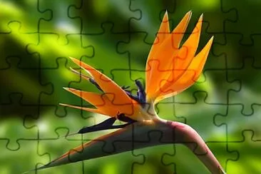 top jigsaw puzzle