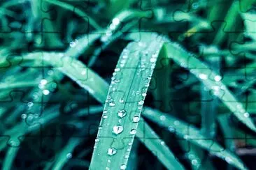 Droplets of Rain jigsaw puzzle