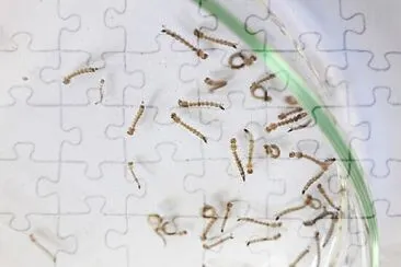 larvas de aedes aegypt jigsaw puzzle