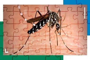 פאזל של mosquito aedes aegypti