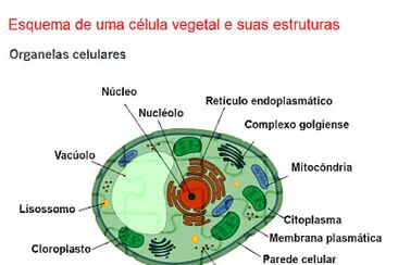 Célula vegetal